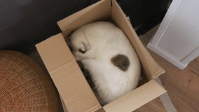 Sleeping Cat Curled Up Inside Cardboard Box. overhead shot - Powered by Shutterstock - Get 15% off with code: PIKWIZARD15