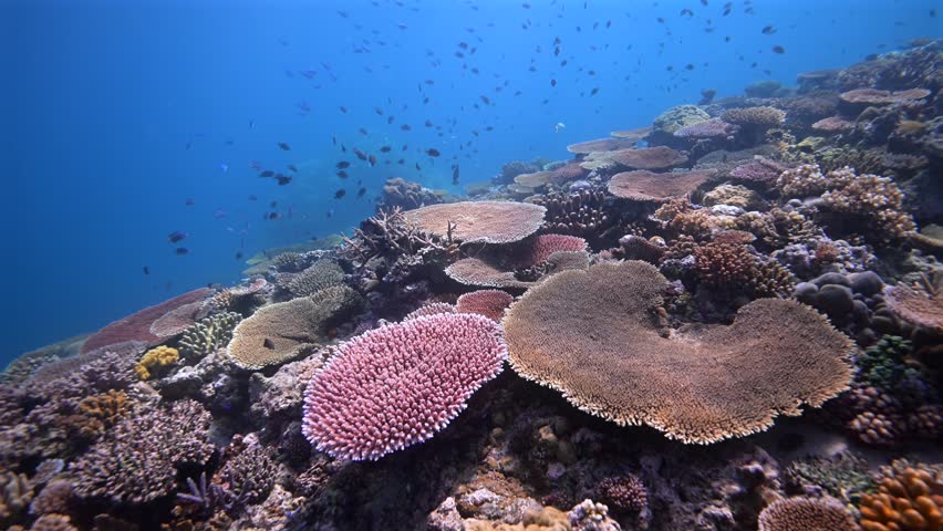 Pristine healthy hard coral reef in the south pacific Ocean