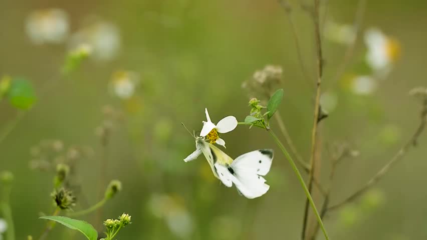 white flowers on a grass and white butterfly