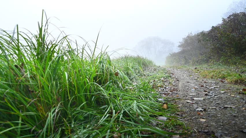 Dirt road at the edge of the forest in a foggy autumn morning, lush green grass