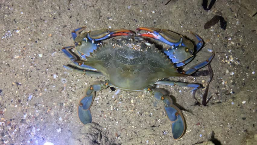 A blue crab that lives in the Mediterranean Sea. The African blue floating crab is Portunus segnis. A giant blue crab at night on a sandy beach. A crab with huge claws hunts on the seashore. 4К