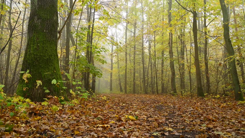Forest on the road in autumn on a foggy morning, colorful leaves