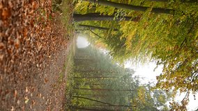 VERTICAL VIDEO, Forest on the road in autumn on a foggy morning, colorful leaves - Powered by Shutterstock - Get 15% off with code: PIKWIZARD15