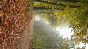 VERTICAL VIDEO, Forest on the road in autumn on a foggy morning, colorful leaves - Powered by Shutterstock - Get 15% off with code: PIKWIZARD15