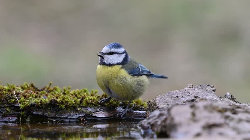Eurasian blue tit cyanistes caeruleus in slow motion. Bird drinking water. Close-up.