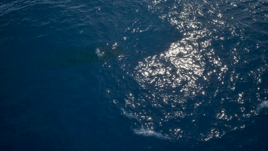 Giant deep sea squid swims underwater