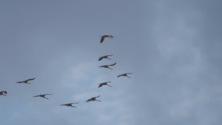 A migrating flock of storks cuts through the sky, flying in formation as they navigate cloudy weather.