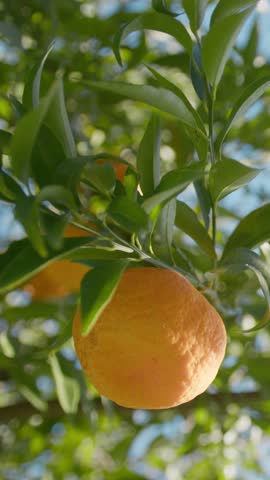 The Orange Fruit Of Calabria In Italy