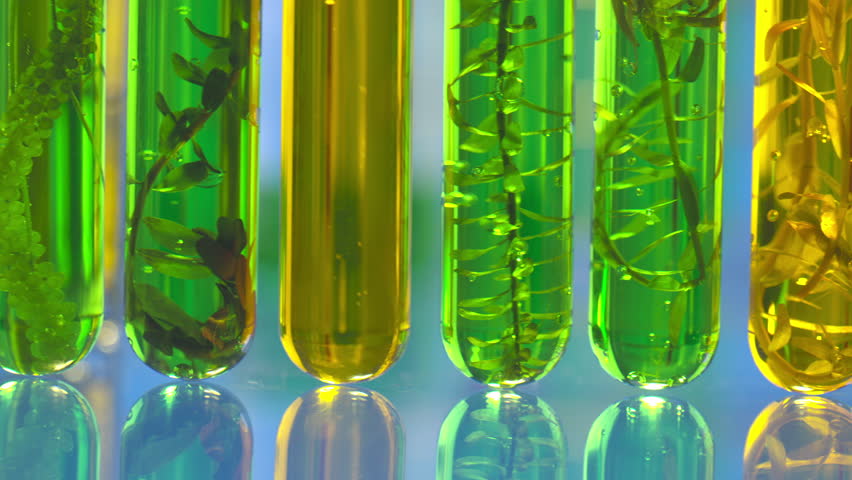 Biofuel with Plants industry lab researching for bio-aviation fuel (BAF) to be a sustainable aviation fuel (SAF). - Powered by Shutterstock - Get 15% off with code: PIKWIZARD15