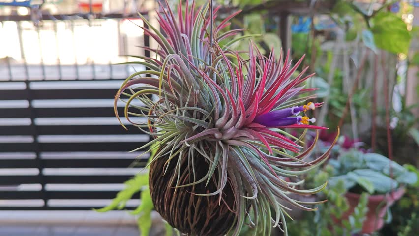 purple-colored branches of the Tillandsia air plant blooming flowers. 