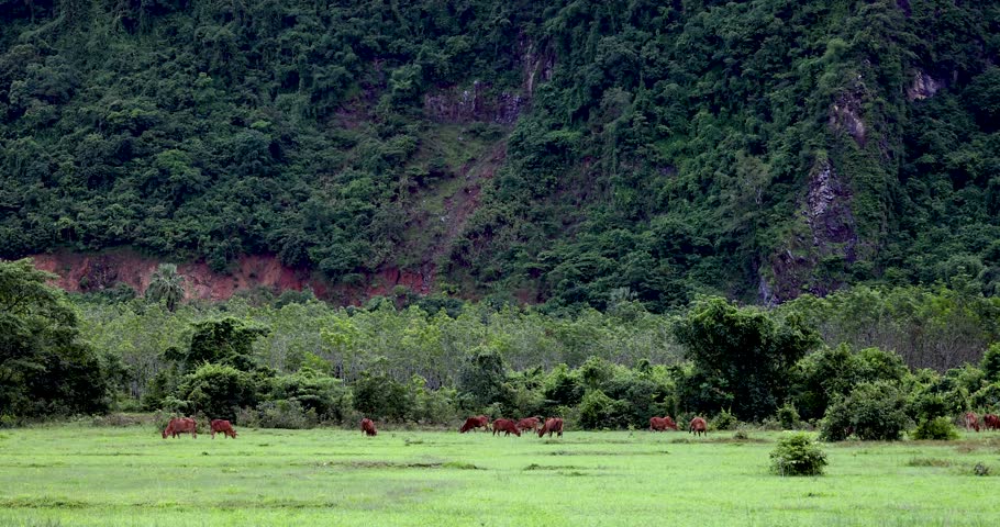 Seen from a distance, a herd of cows are grazing near a mountain in a natural grassland. This image was taken in Karen State, Myanmar, and captured with a 4K video camera.