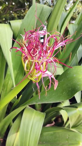 Giant Spider Lily blooming in the garden. Crinum asiaticum L 