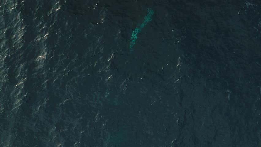 White underbelly of humpback whale displayed as it races to surface of ocean water breaching and splashing, drone overview