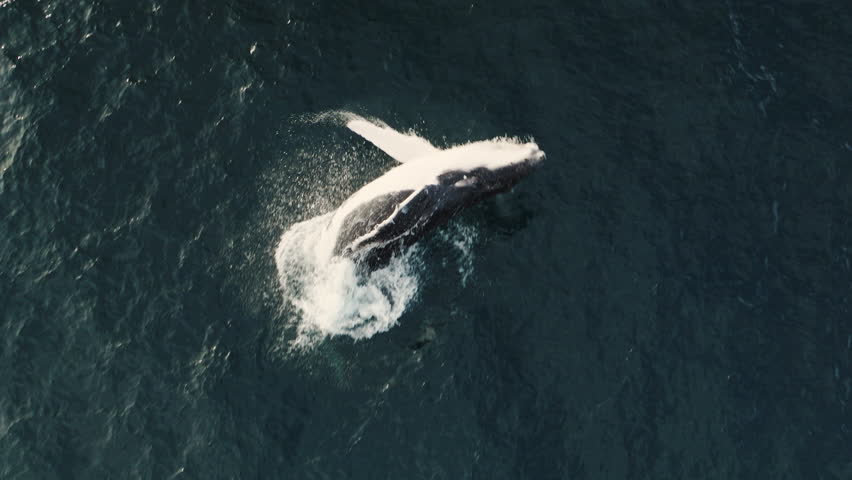 White underbelly of humpback whale displayed as it races to surface of ocean water breaching and splashing, drone overview