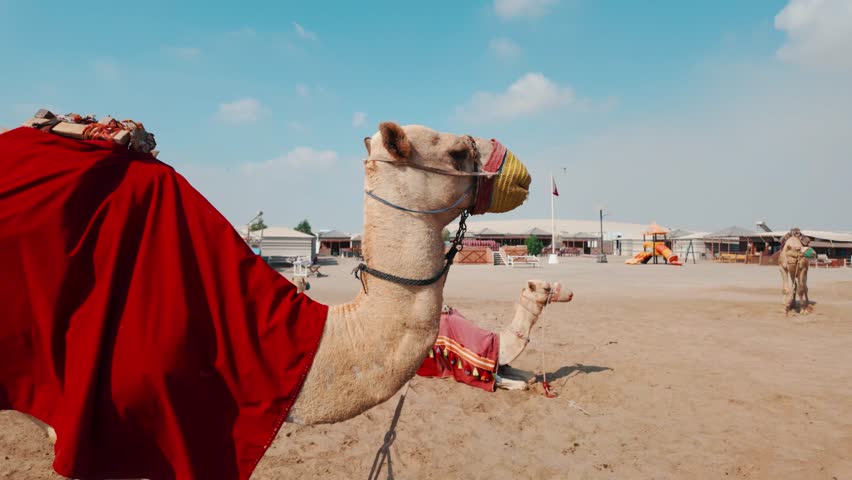 Camel at the desert safari in Qatar