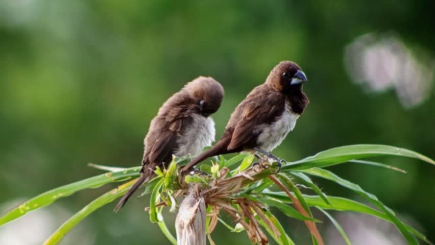 Two birds javanese finch perch on a reed tree, preening their feathers with care. After a gentle pause, they take flight, soaring gracefully together into the open sky