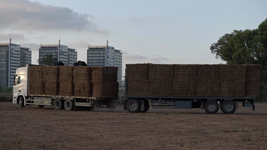 A large truck loaded with hay bales drives on a dirt road in a field, passing the camera