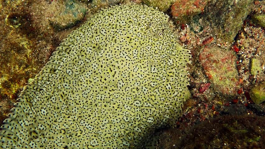 Flat fish or sand Moses sole (Pardachirus marmoratus), belongs to family Soleidae, it is common inhabitant of sandy or stone areas near coral reefs, has flat body and color adapts to bottom, Red Sea