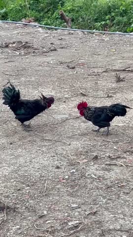 Two roosters were seen fighting after a confrontation in a village in Manzhou Township