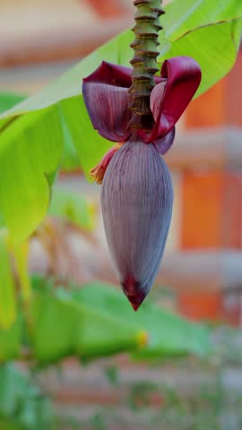 Close-up of a Developing Banana Flower with Red Bracts on a Green Stem Against a Softly Lit Background of Banana Leaves
