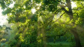 Sunlight Streams Through the Leaves of Large Oak Tree in Lush morning foggy Forest. Magical Misty Forest with Sun Rays Break through the Green Foliage. Vibrant Summer Forest - Powered by Shutterstock - Get 15% off with code: PIKWIZARD15