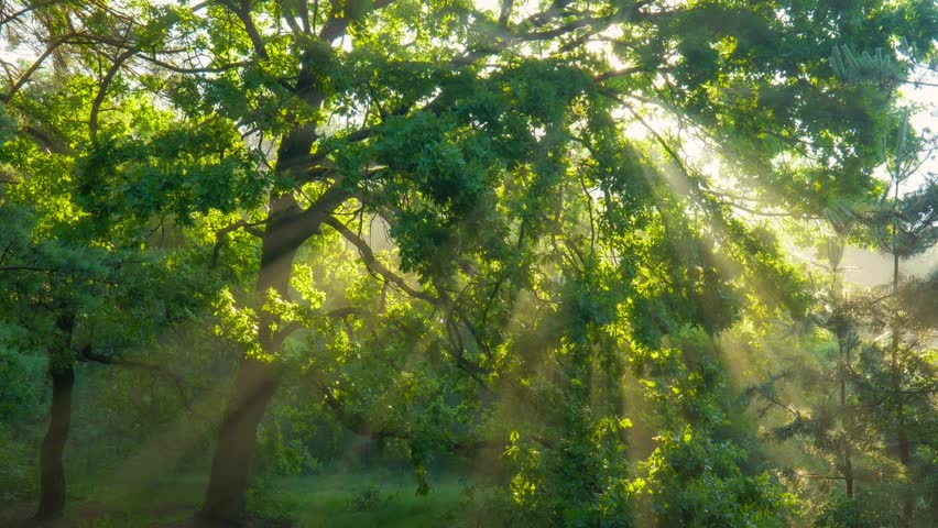 Sun rays emerging though the green tree branches in misty forest early in the morning. Sunlight streams through the dense foliage of forest, casting dramatic sunrays 