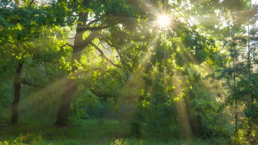 Sun rays emerging though the green tree branches in misty forest early in the morning. Sunlight streams through the dense foliage of forest, casting dramatic sunrays 