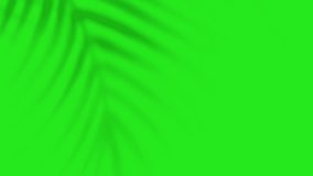 Palm tree shadow on a green screen. Boho-style plant shadow. Abstract, minimalist background with Plant silhouettes. 4K video - Powered by Shutterstock - Get 15% off with code: PIKWIZARD15