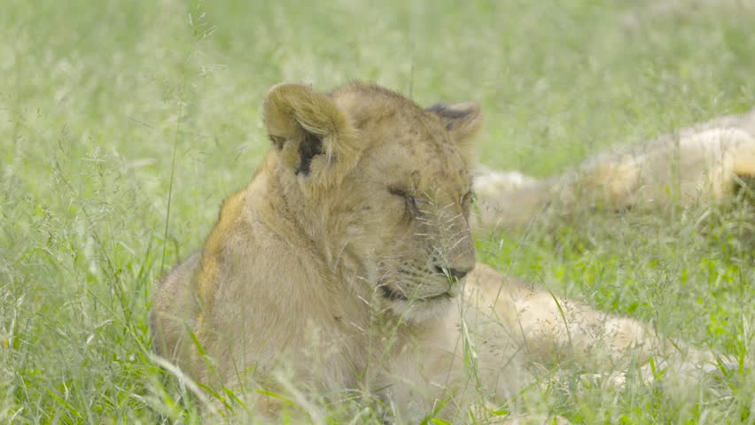 A female lion resting on the grassy savanna at Maasai Mara National Reserve in Kenya. 4k Slow Motion Video.