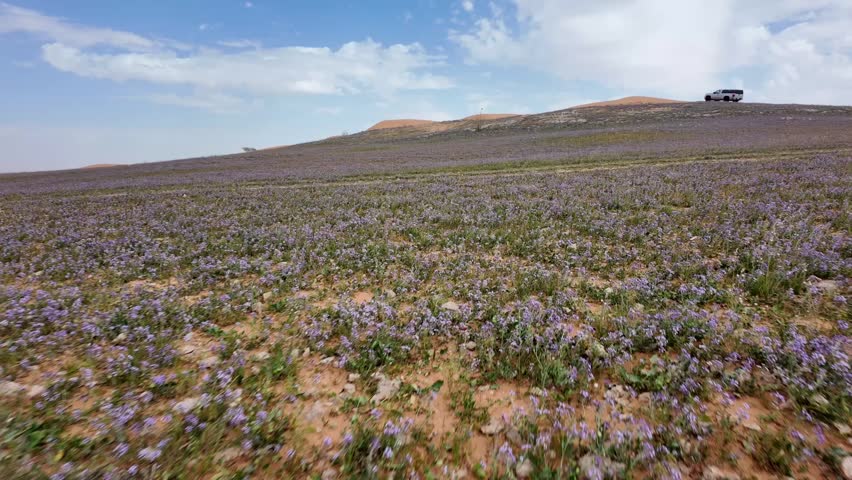 Lavender flowers in the desert of Saudi Arabia