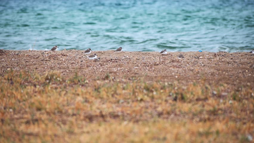 Small cute  wading birds searching for food at a beach.