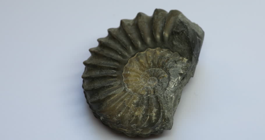Petrification pyritized, 150 million years old, Bavaria