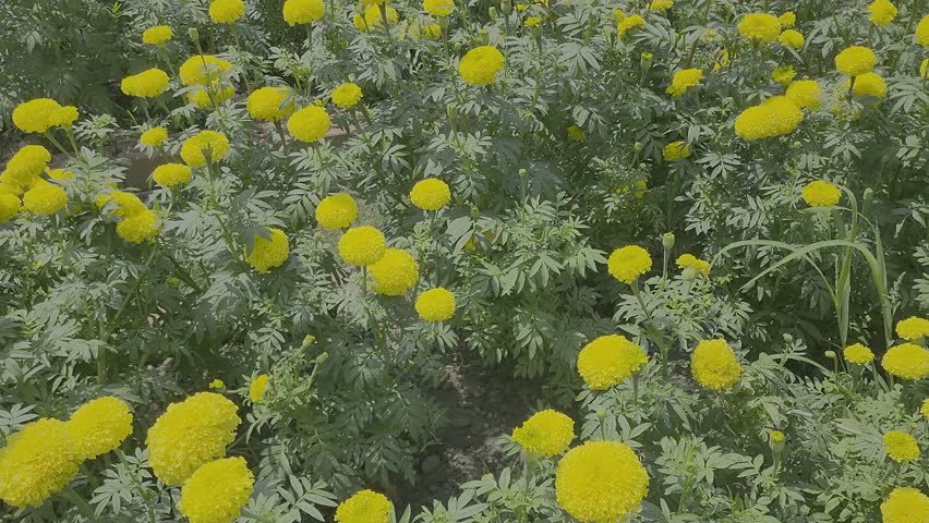marigold flower garden, Flowers in Hinduism of India, yellow flowers