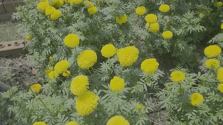 marigold flower garden, yellow Flowers in Hinduism of India, 