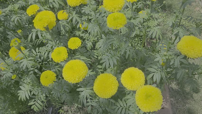 marigold flower garden, Flowers in Hinduism of India, yellow flowers