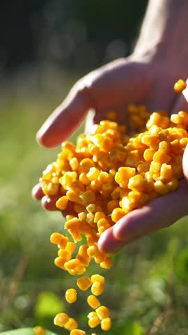 corn seeds in farmer hands vertical video, agriculture. maize field in autumn, ripe corn harvest, corn farm harvest. Golden corn growing