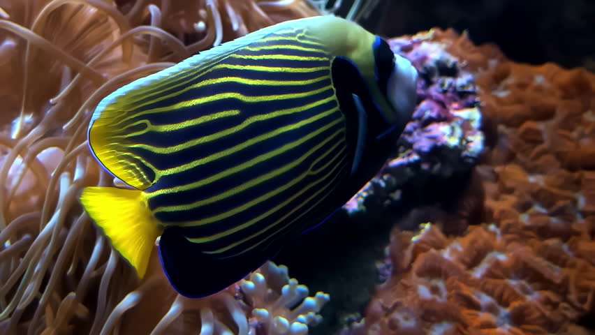 Emperor angelfish swimming in an aquarium with sunlight coming trough