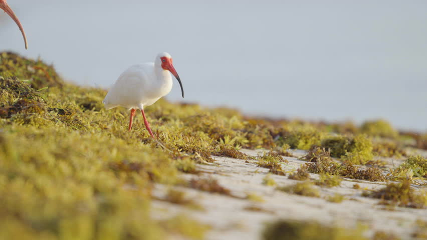 White Ibis Walking Along Beach Shore with Seaweed 2