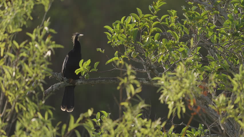 Anhinga Opening Mouth while Perched on Pond Apple Tree Branch