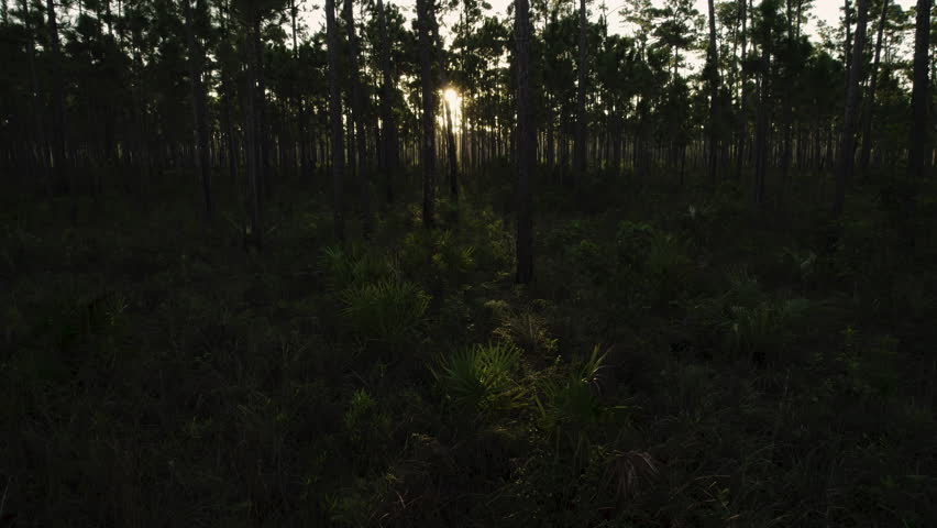 Everglades Slash Pine Rockland Aerial Landscape Close Up