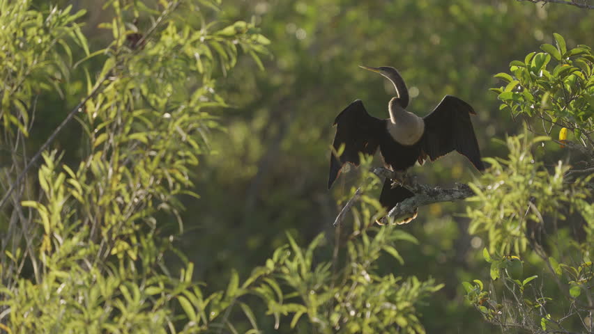 Anhinga Flies Off Pond Apple Tree Branch