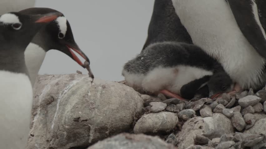 Gentoo penguin returns rock to his partners nest that he steals from other nests. Very funny and mean. Antarctica.