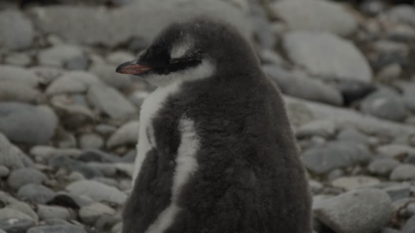Small cute bit tired gentoo penguin chick in the cold along, Antartica.