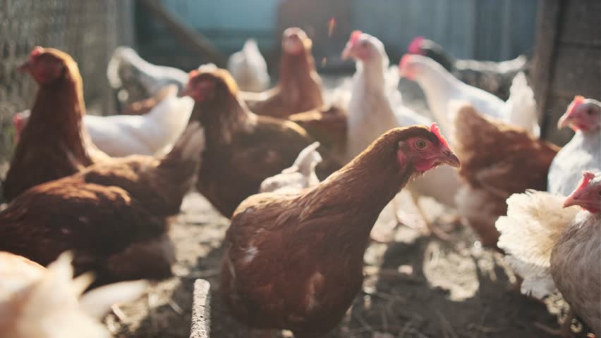 Chickens Standing in a Barn. A group of chickens are gathered together, standing around in a barn.