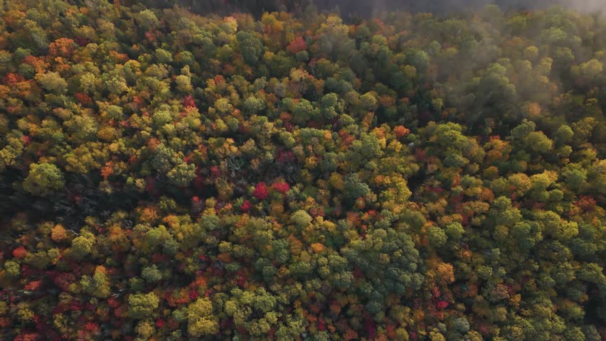 fall season yellow and orange colours foilage drone reveals scenic foggy misty nature forest woods landscape