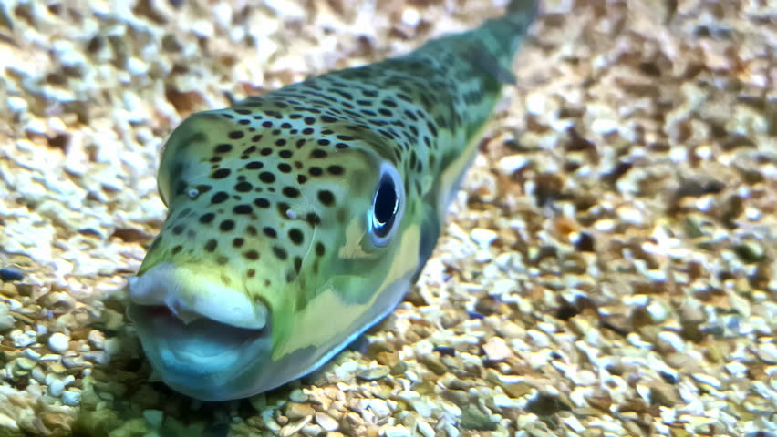 Close up of silver-cheeked toadfish laying in the sand on a aquarium