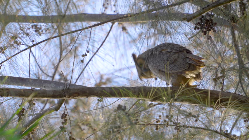 Great Horned Owl Looking Up While Perched on Australian Pine Branch