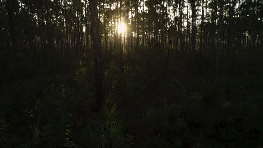 Everglades Slash Pine Rockland Aerial Landscape Close Up 2