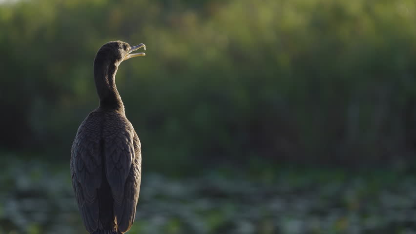 Cormorant Yawning and Opening Bill