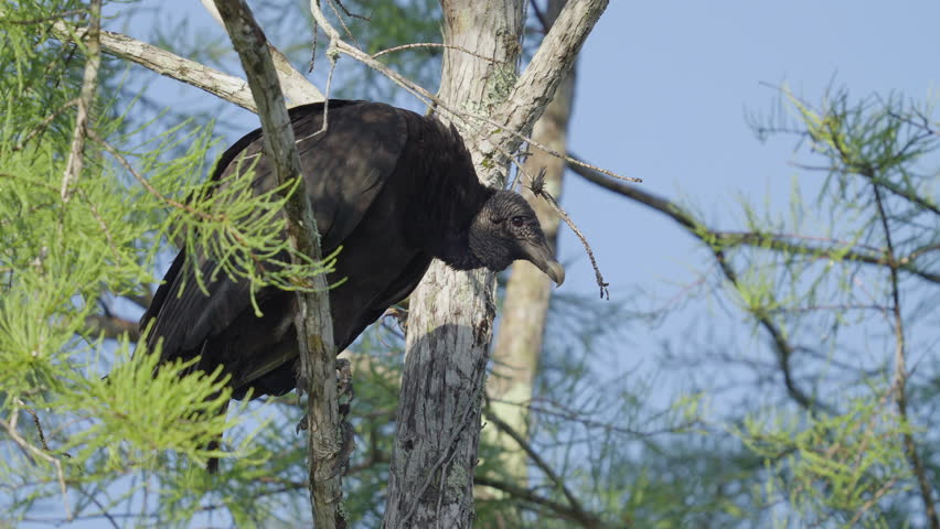 Black Vulture Perched on Cypress Tree Branch